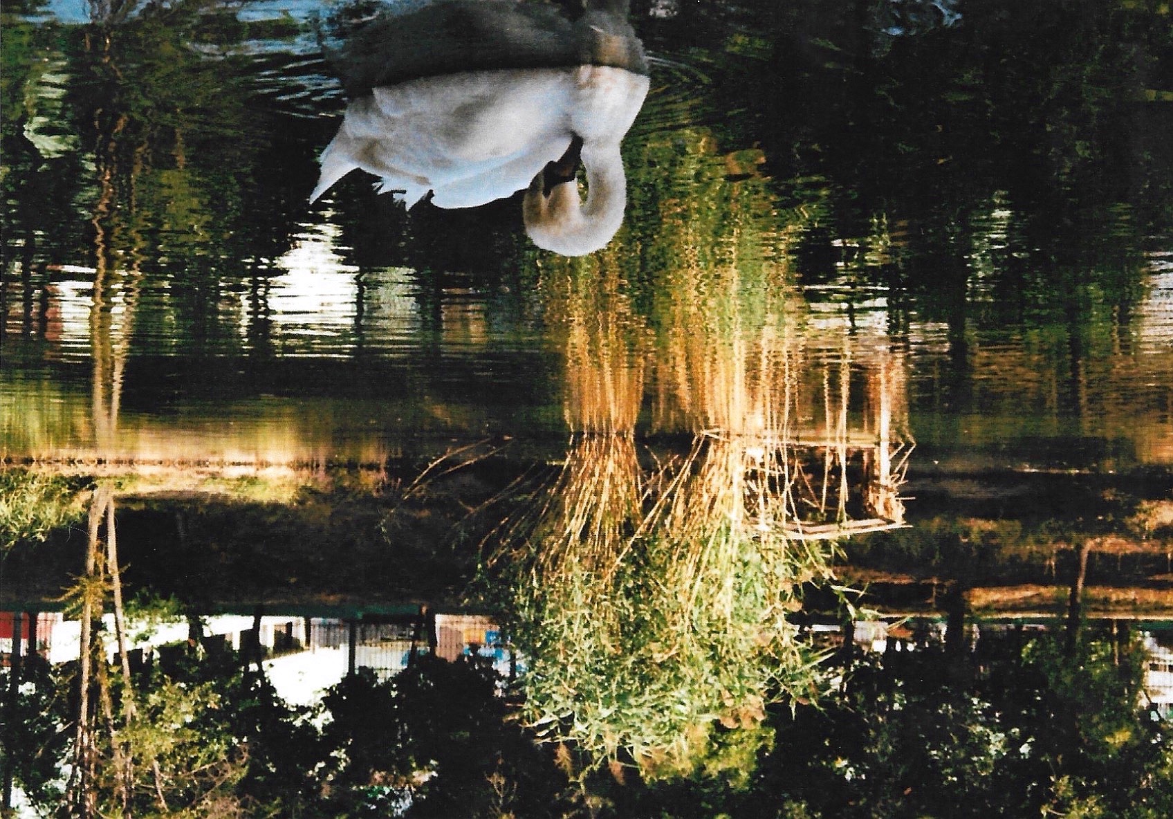 moldavian pond with swan